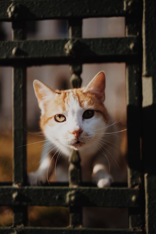 Free An endearing orange and white cat curiously peers through a metal fence in daylight. Stock Photo