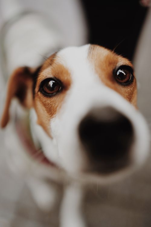 Free A curious puppy with a focus on its nose in a vertical close-up shot. Stock Photo