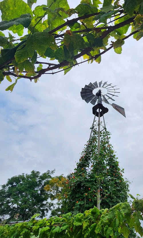 Foto profissional grátis de jardim, moinho de vento, natureza bela