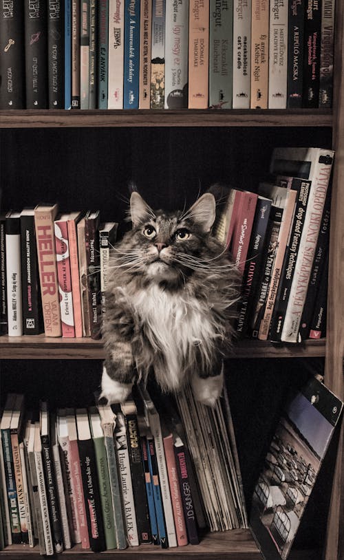 Free Grey and White Long Coated Cat in Middle of Book Son Shelf Stock Photo