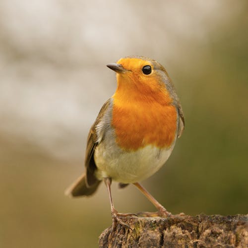 Fotos de stock gratuitas de animal, colorido, de cerca