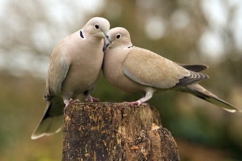 Close-up of Two Doves 