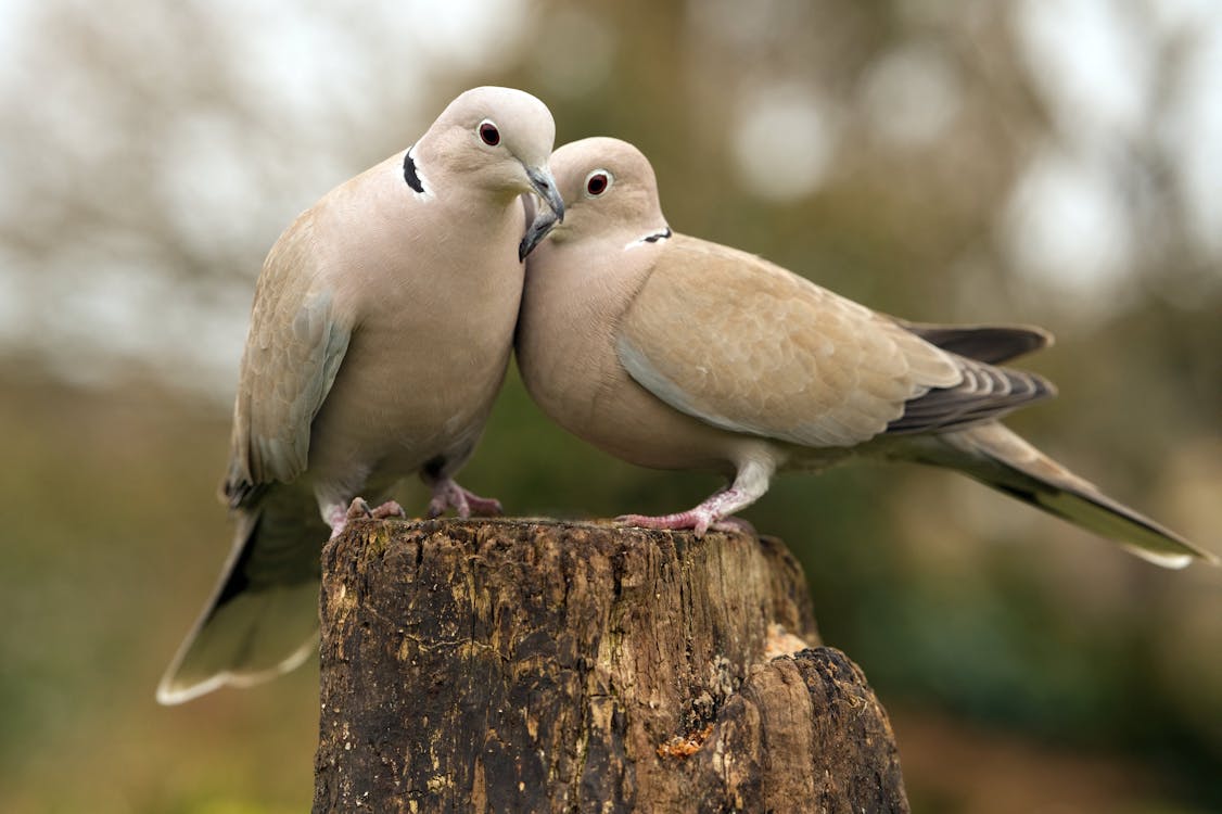 Kostnadsfri bild av duvor, eurasian collared duva, fågelskådning