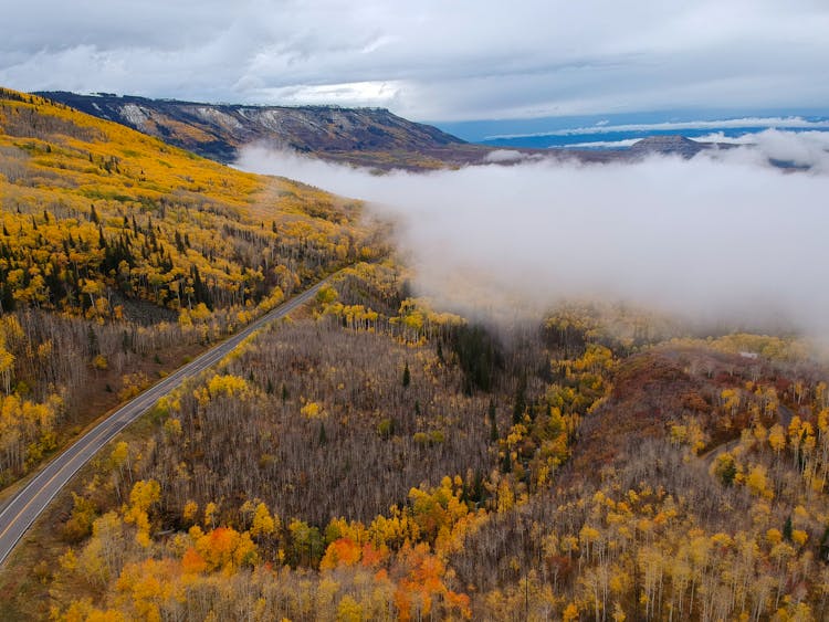 Yellow And Orange Leafed Trees Above Clouds