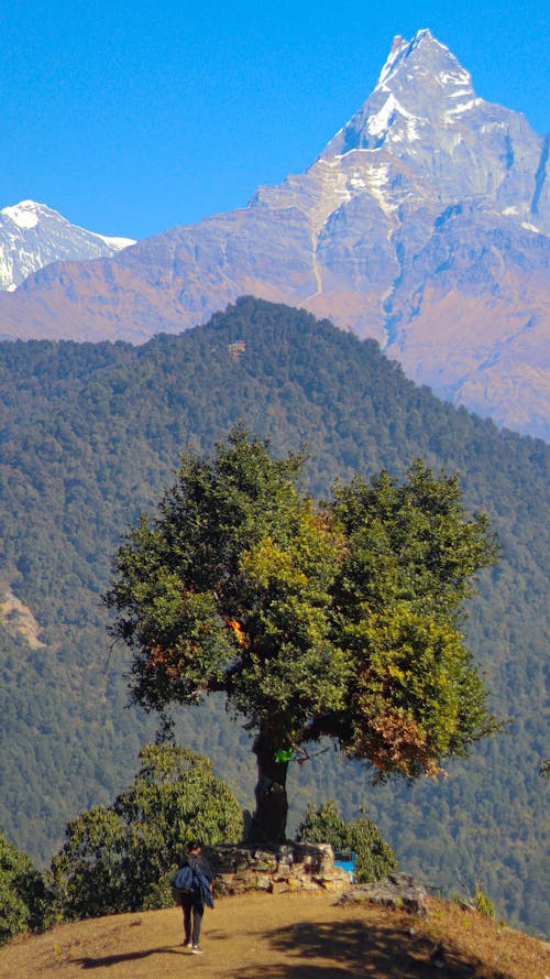 Foto profissional grátis de árvore, cenário, céu azul