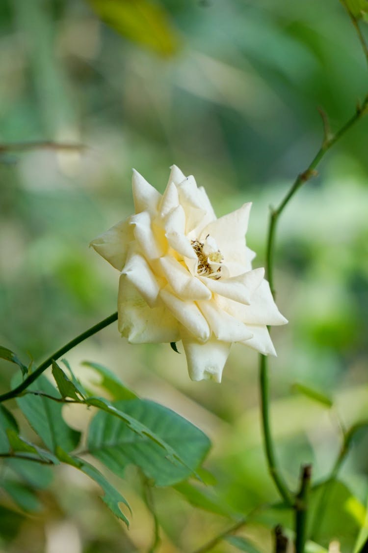 Close Up Of White Flower