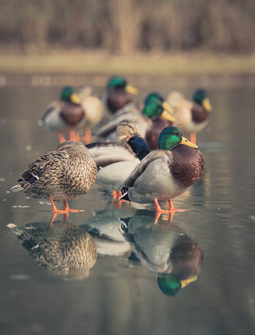 Ducks on Ice