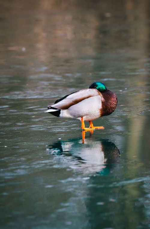 Free A mallard duck stands perched on a frozen lake, showcasing winter's calm beauty. Stock Photo