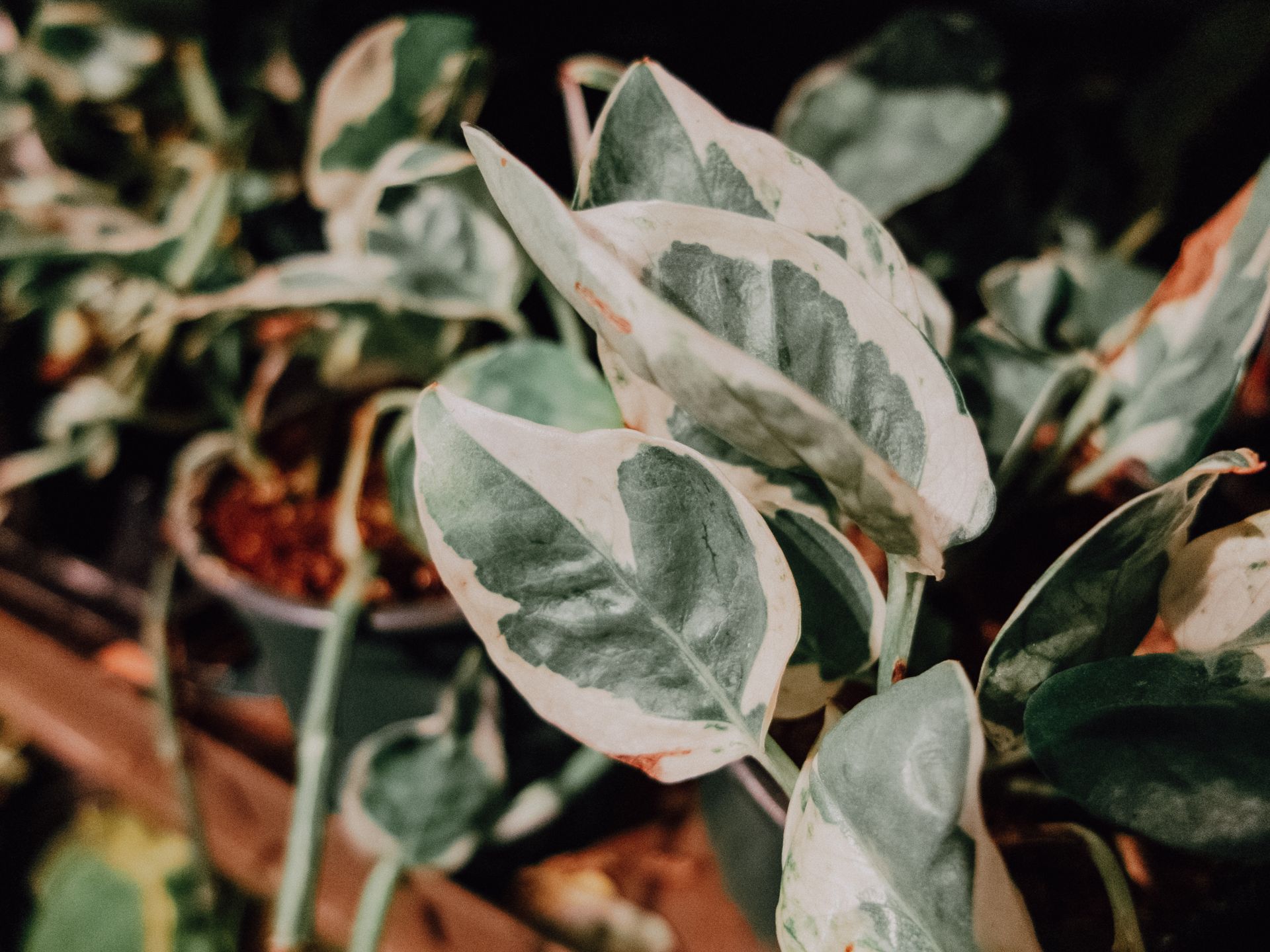 Detailed close-up of green variegated leaves on a potted plant highlighting natural growth.