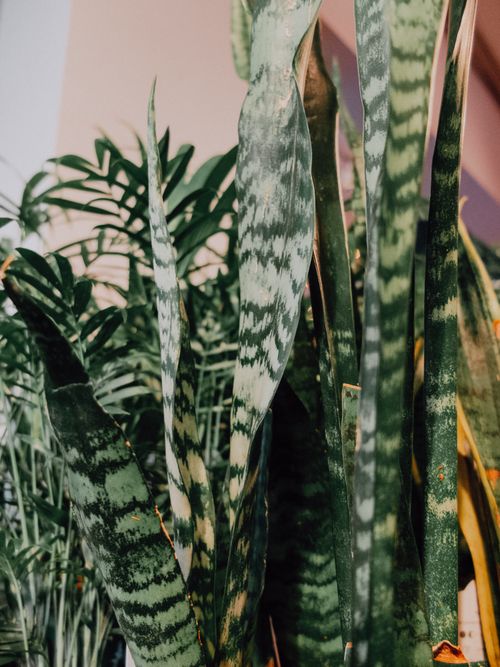 Free Close-up view of lush snake plant leaves in an indoor setting, showcasing vibrant green tones. Stock Photo