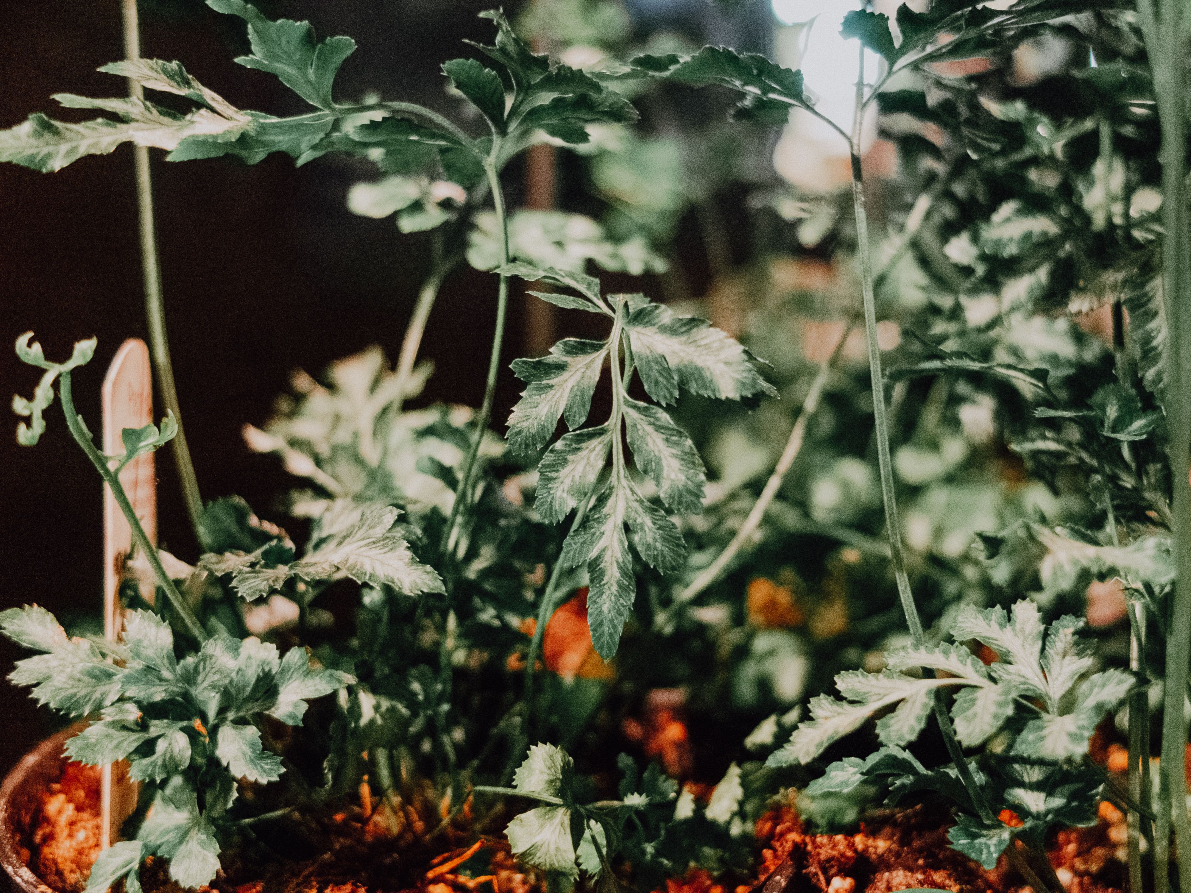 Luminosité idéale pour plantes d'intérieur : le guide du phototropisme qui transforme votre petit ja