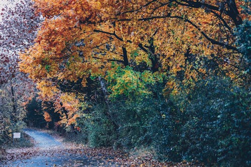 Trees By The Road