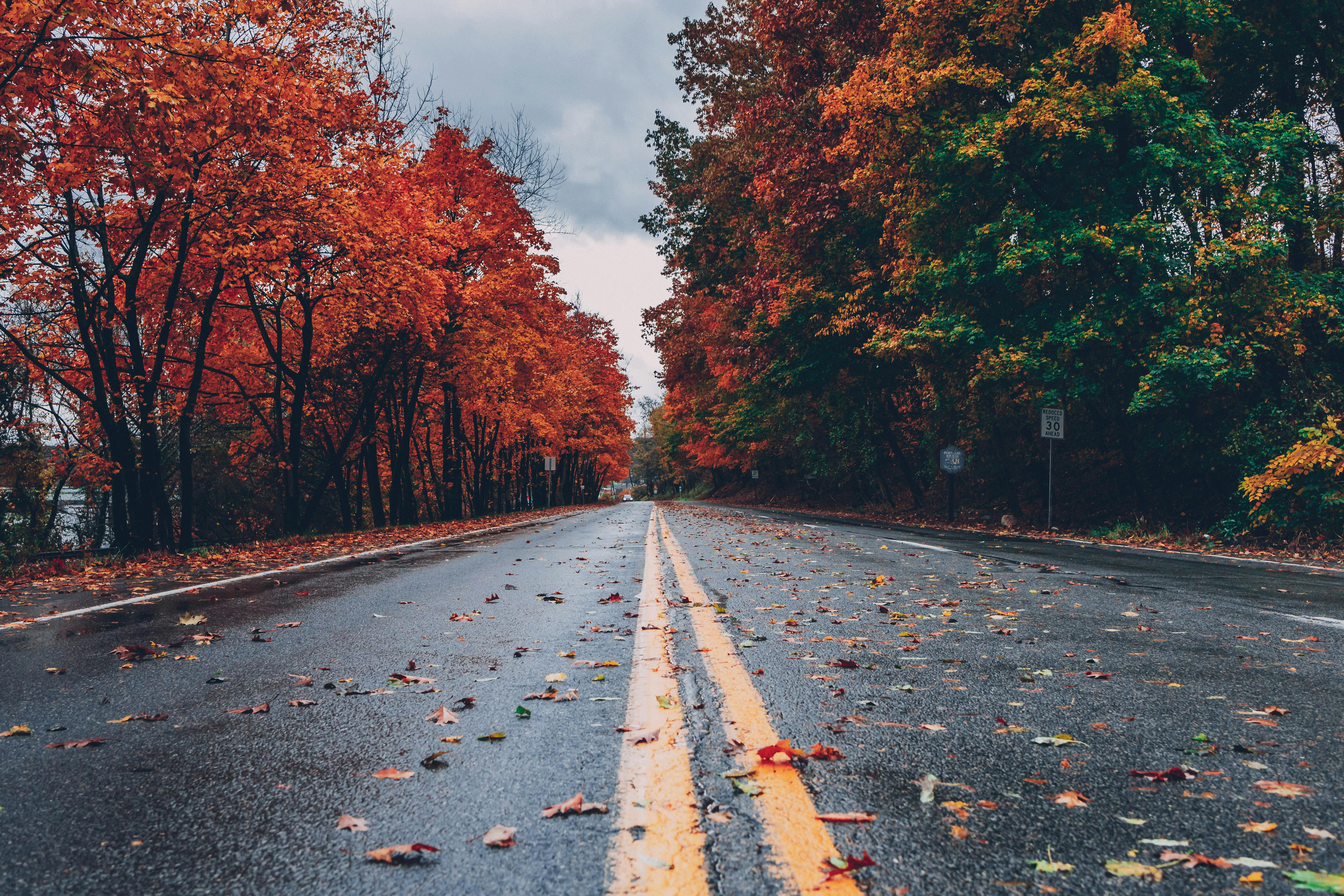 60,000+ Best Fall Pictures · 100% Free Download · Pexels Stock Photos