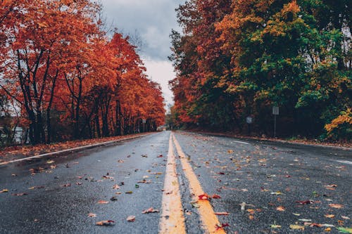 Strada Di Cemento Tra Alberi