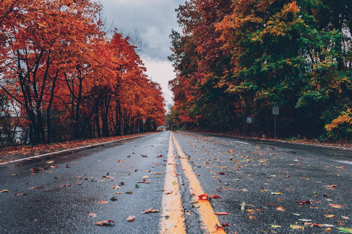 Concrete Road Between Trees