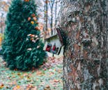 一座乡村鸟舍连接在树干上，位于风景优美的秋季森林环境中