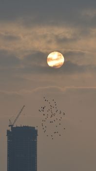A flock of birds flying near a skyscraper at twilight, under a cloudy sky with the moon visible.