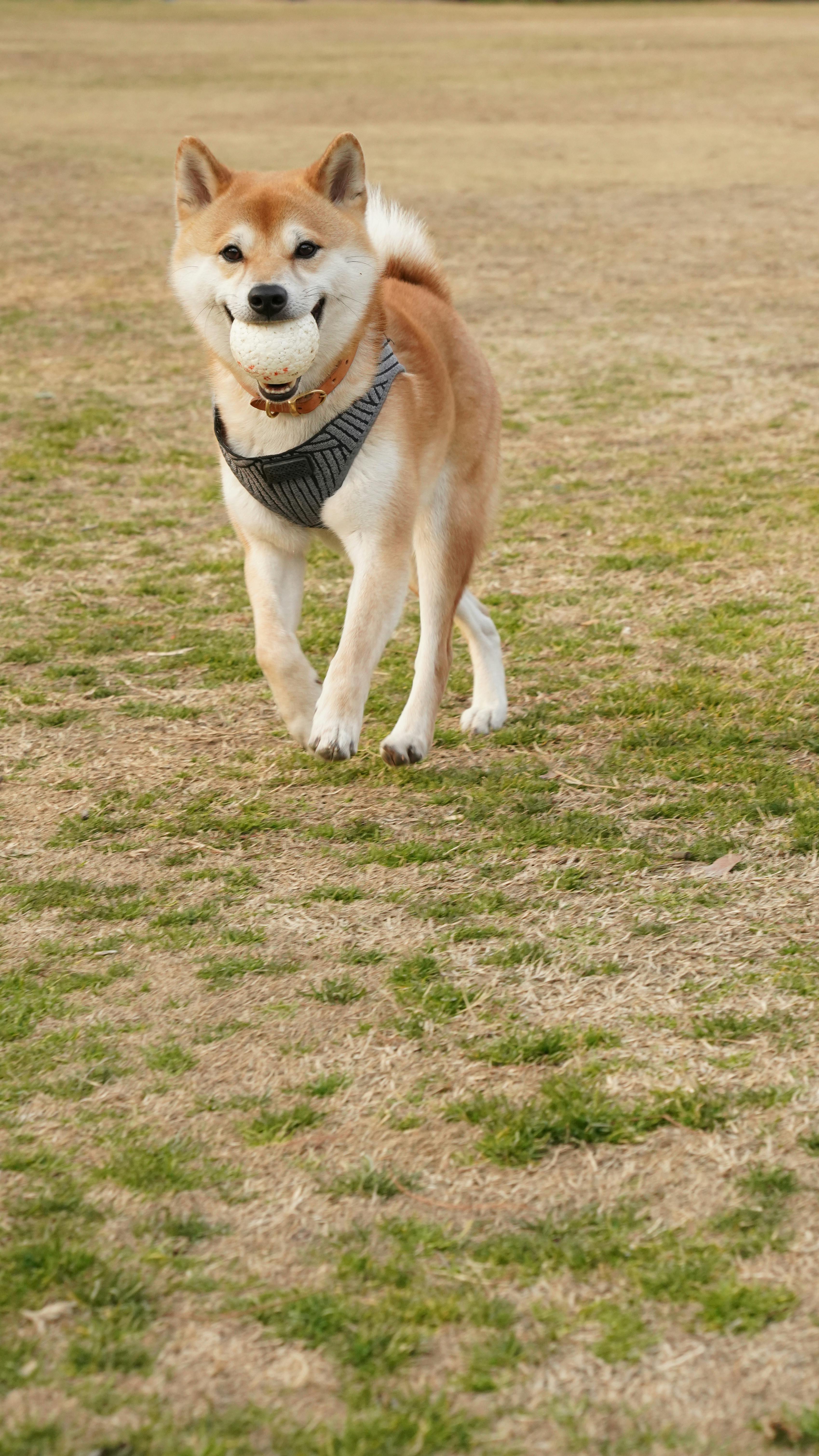 Shiba best sale inu hind