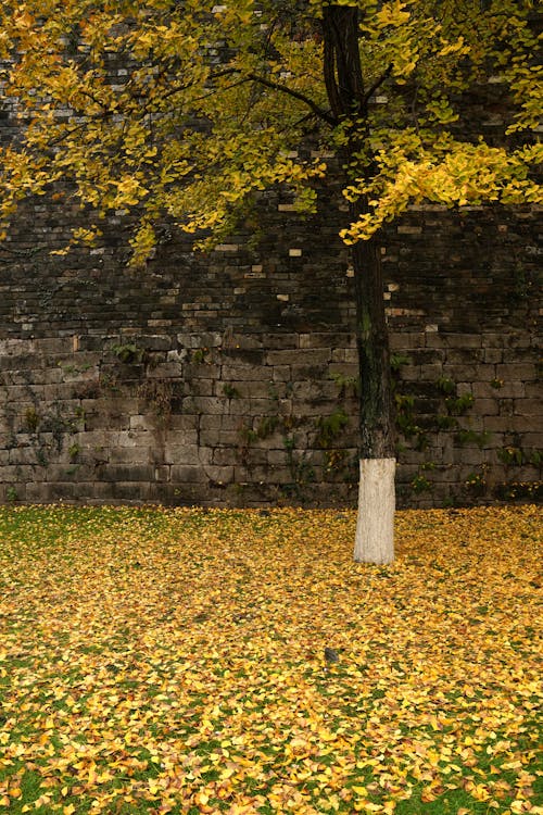 Autumn Tree near Wall