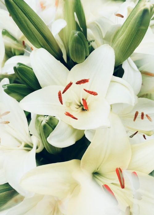Free Delicate white lilies with green buds in a close-up view, showcasing their beauty and elegance. Perfect for floral arrangements. Stock Photo