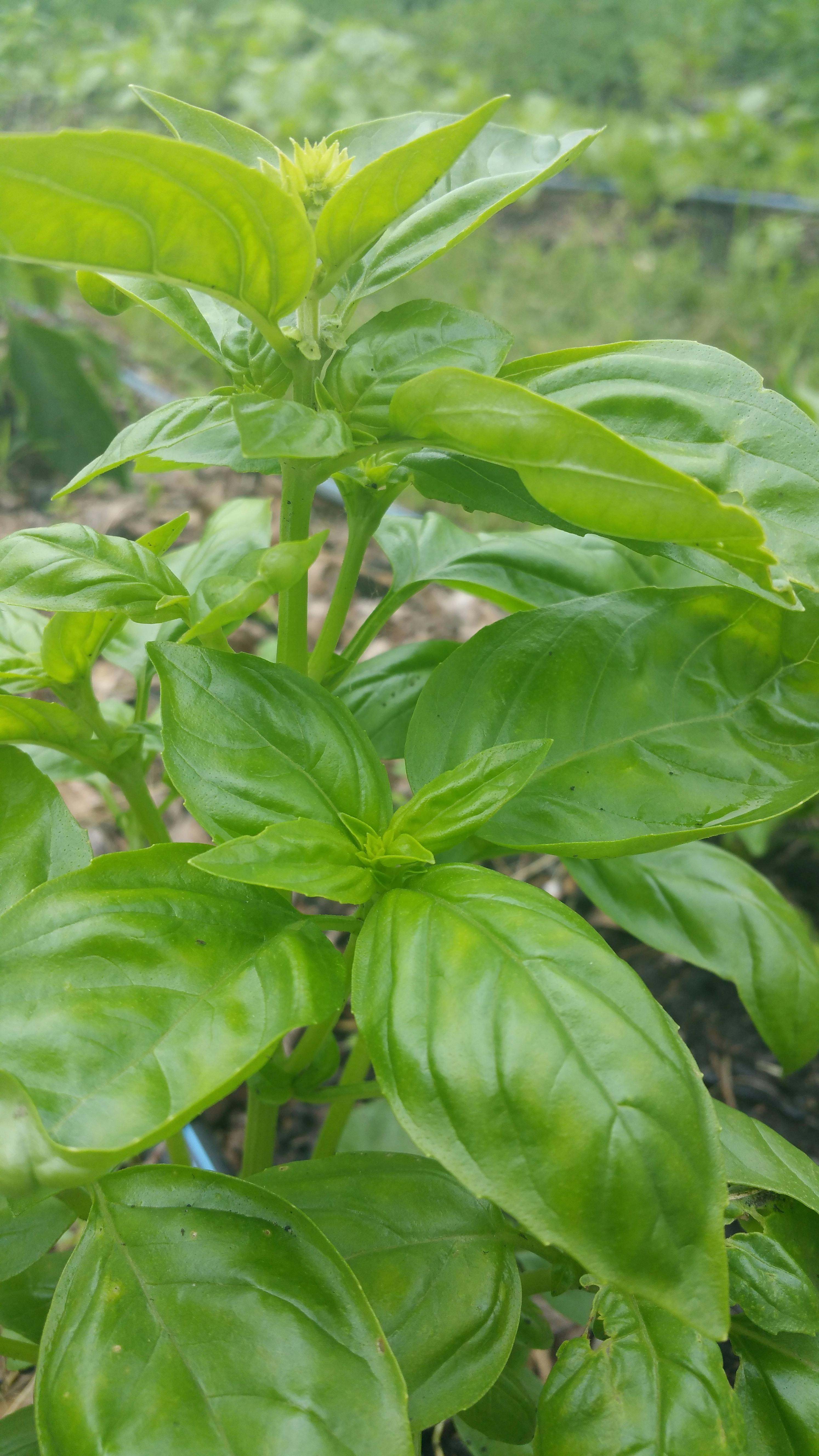 Free stock photo of basil, garden