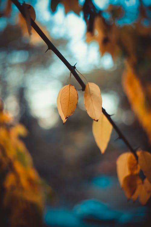 Darmowe zdjęcie z galerii z bokeh, gałąź, jesień