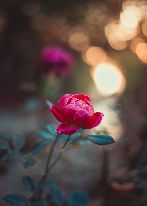 Free A stunning close-up of a pink rose in bloom with a blurred bokeh background. Stock Photo