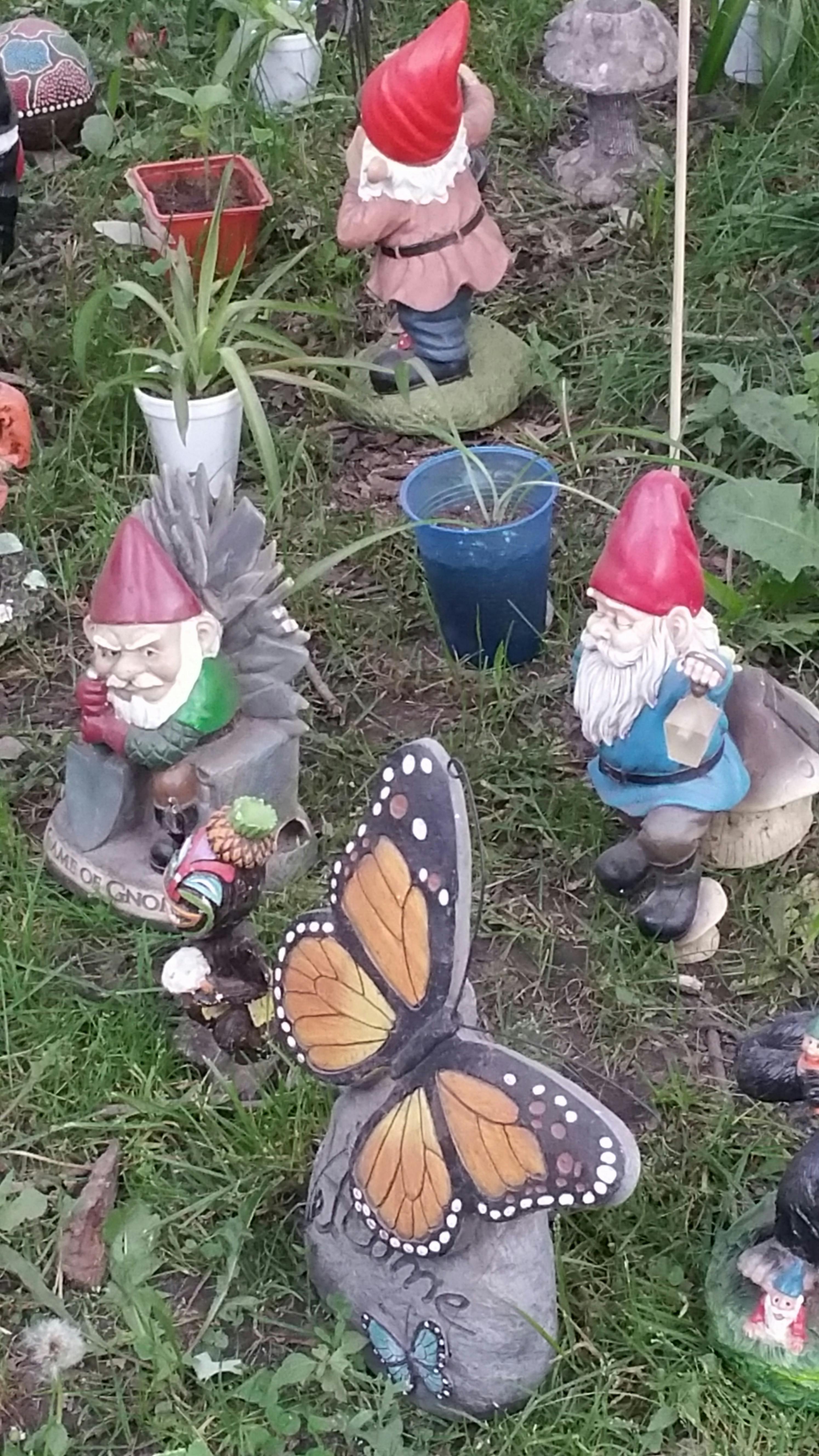 Free stock photo of garden gnomes, gnome