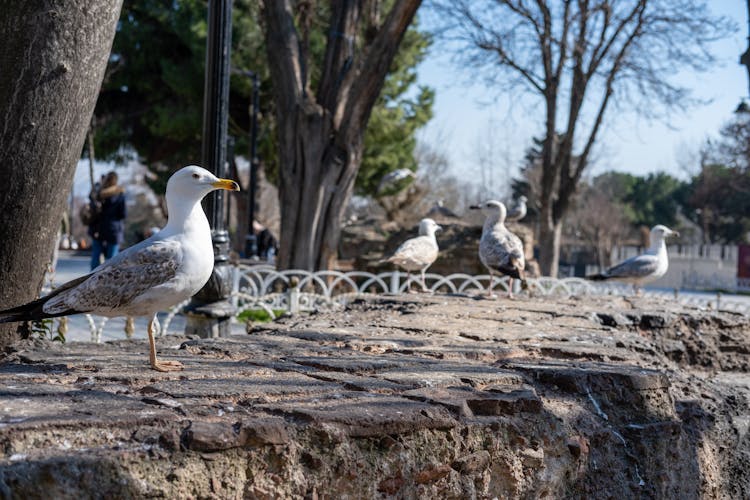 Seagulls On Ground Near Trees