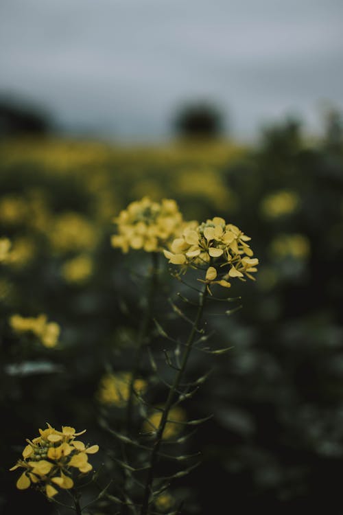 Fotografi Fokus Dangkal Bunga Kuning