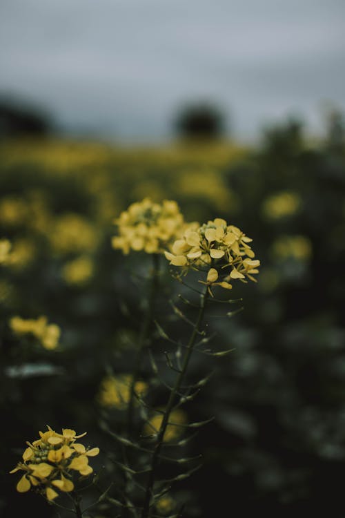 Ondiepe Focusfotografie Van Gele Bloemen