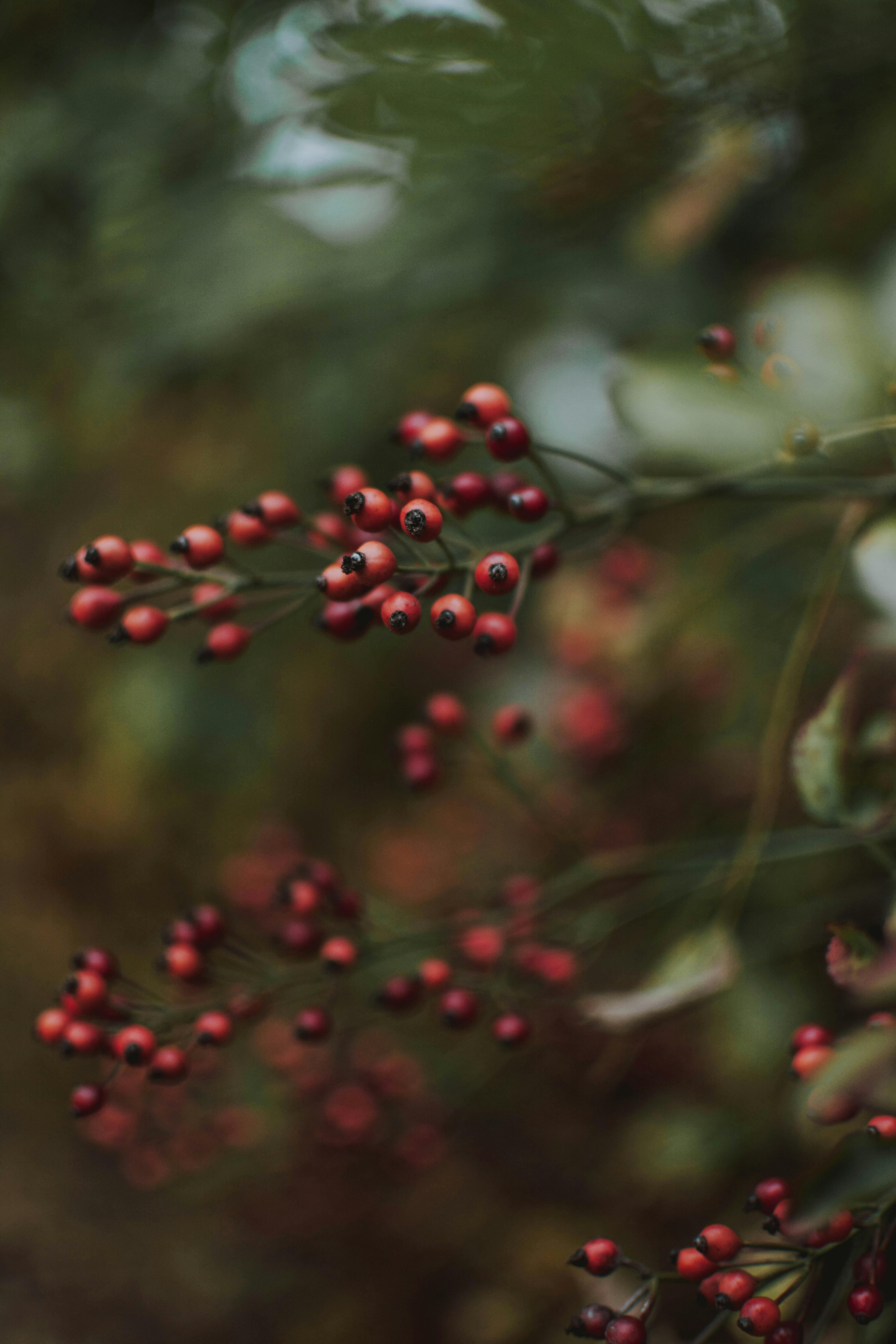 Round White Fruits . Free Stock Photo4000 x 6000