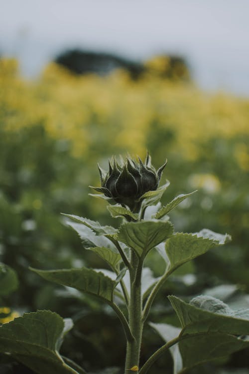 Green Rose Bud