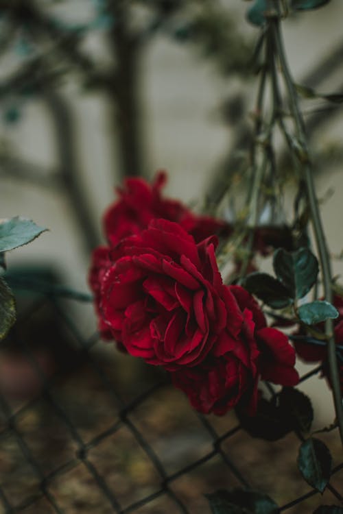 Free Red Rose In Tilt Shift Lens Photography Stock Photo