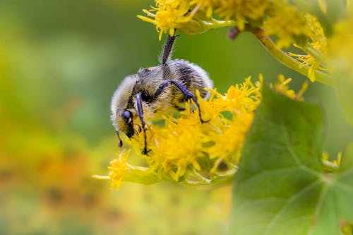 Bee on a Yellow Flower 