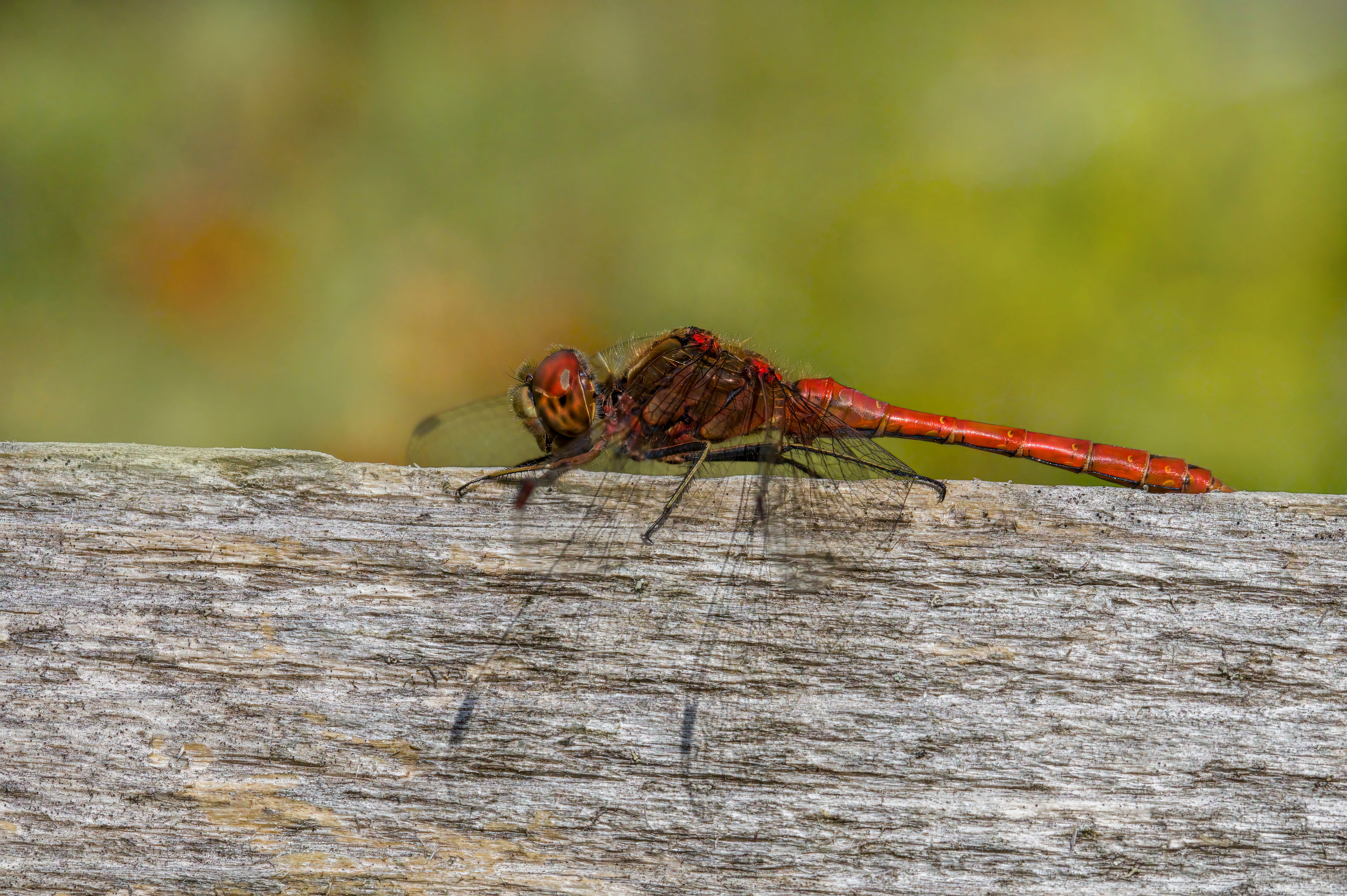 Red Dragonfly on a Tree · Free Stock Photo