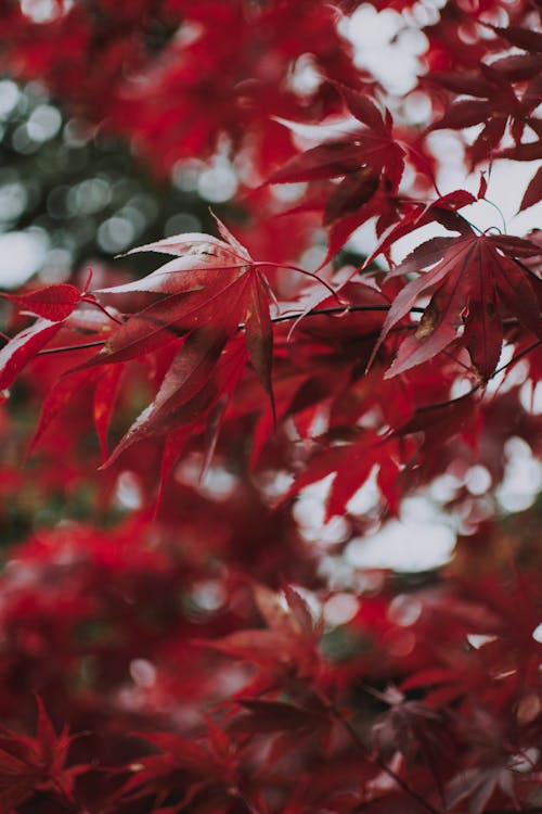 赤い葉を持つカエデの木
