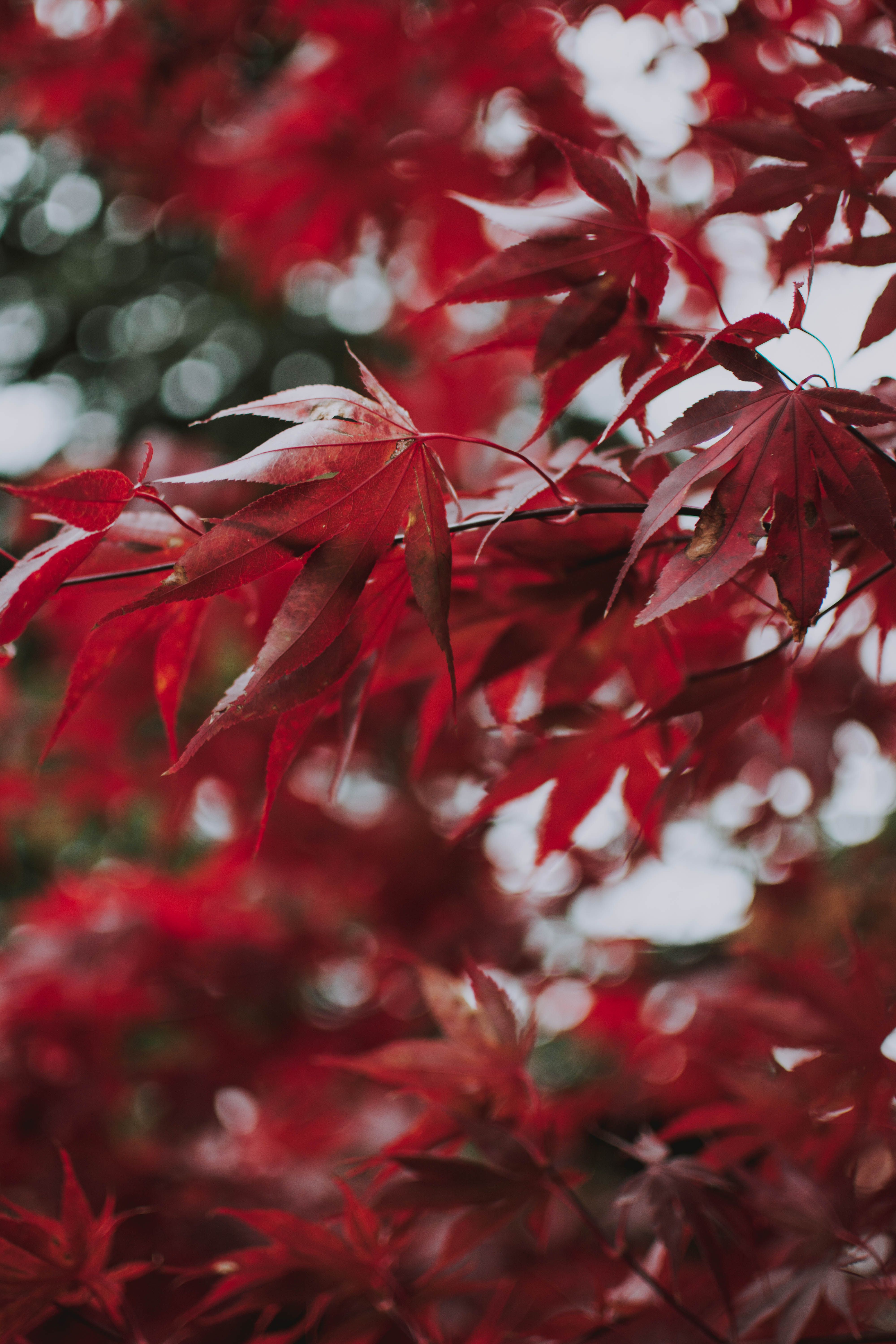 Maple Tree With Red Leaves · Free Stock Photo