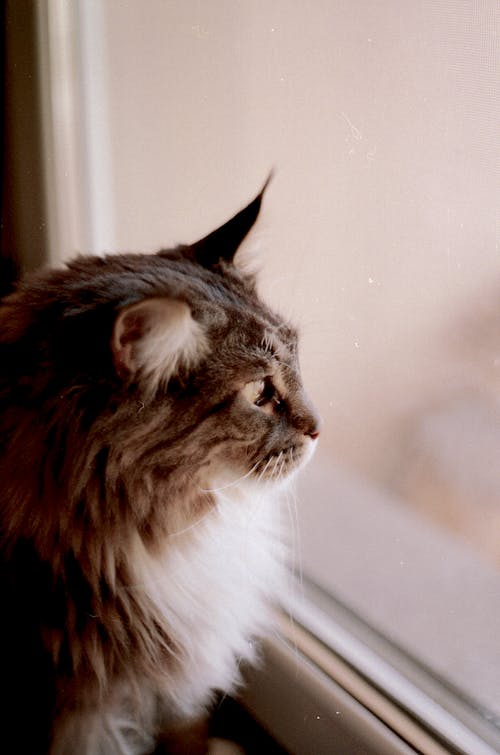 Brown and Gray Haired Cat Looking Out the Glass Window