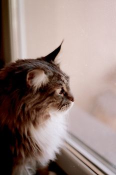 一只毛茸茸的缅因浣熊猫正透过窗户观察室外