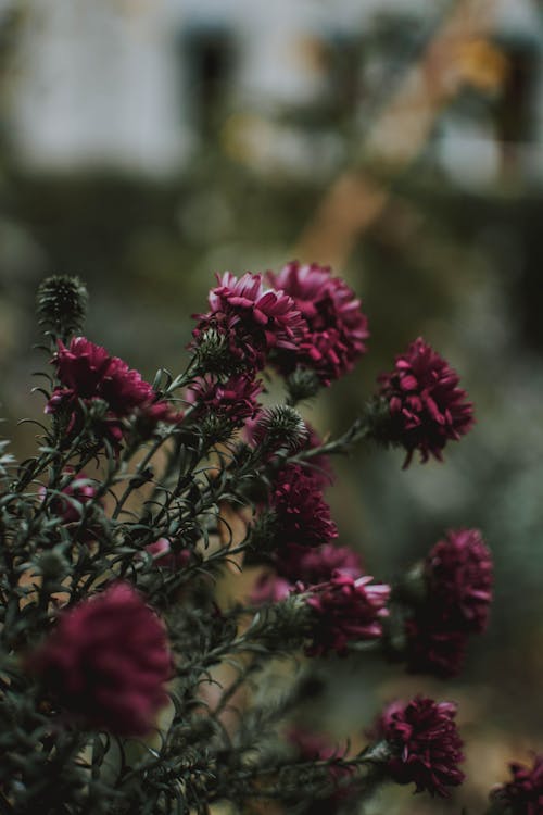 Pink Flowers In Tilt Shift Lens Photography