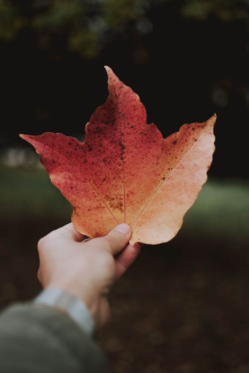 Free Close-up of a hand holding a colorful autumn maple leaf outdoors. Stock Photo