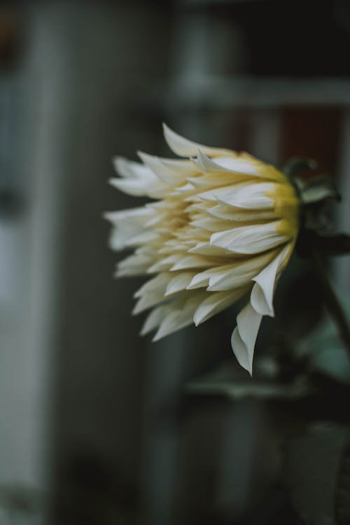 Selectieve Aandacht Fotografie Van Witte Chrysant Bloem