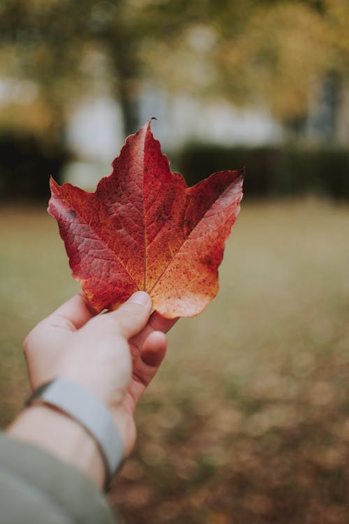Free Photo of a Person's Hand Holding a Maple Leaf Stock Photo