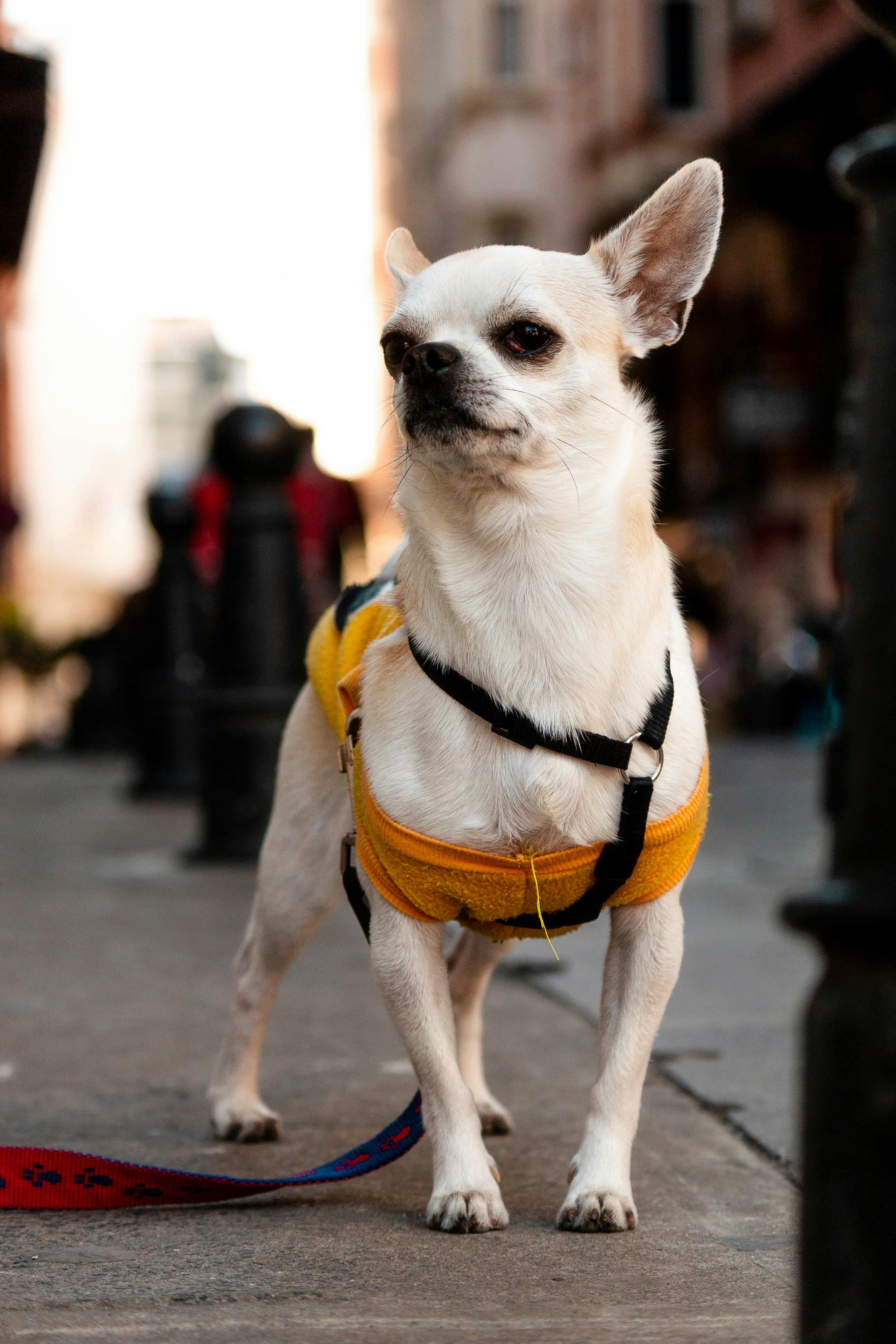 Closeup Portrait Chihuahua dog in stylish clothes. Gray background