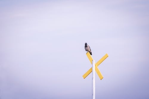 Bird Perching on Road Sign