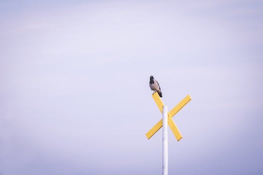 一只孤独的鸟栖息在晴朗天空下的黄色十字牌上