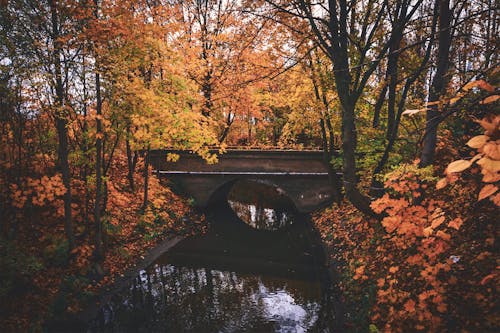 Rivière Près Du Mini Pont