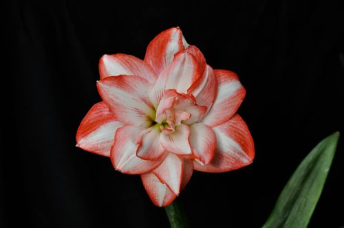 Free Close-up of a red and white amaryllis flower with fresh petals on a black background. Stock Photo