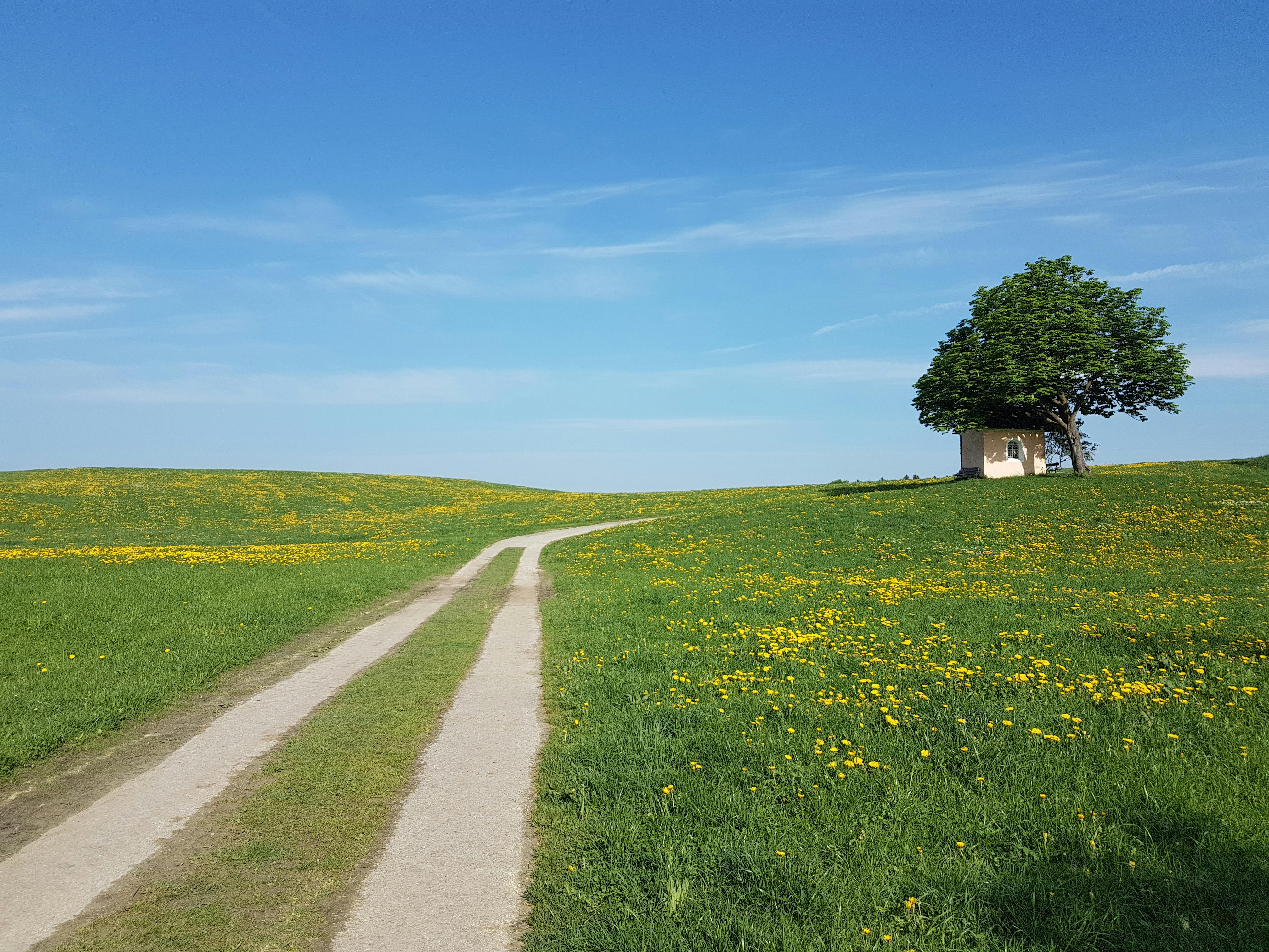 Dirt Road among Flowers on Grass · Free Stock Photo